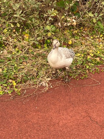 Unknown Species 伊豆大島　サンセットパームライン Mon, 11/30/2020