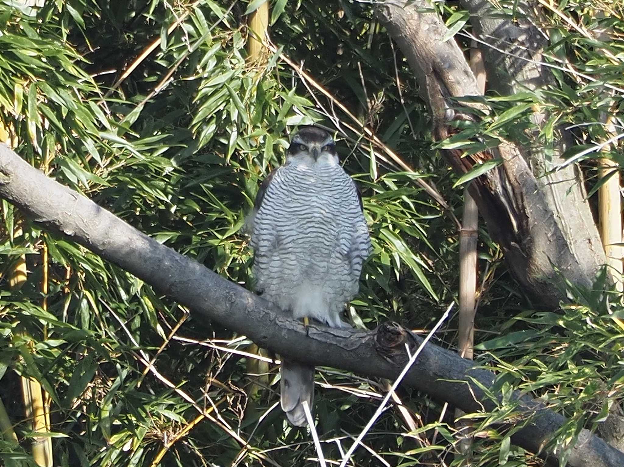 大泉緑地 オオタカの写真 by たこ