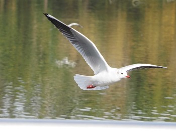 2020年11月29日(日) 大泉緑地の野鳥観察記録