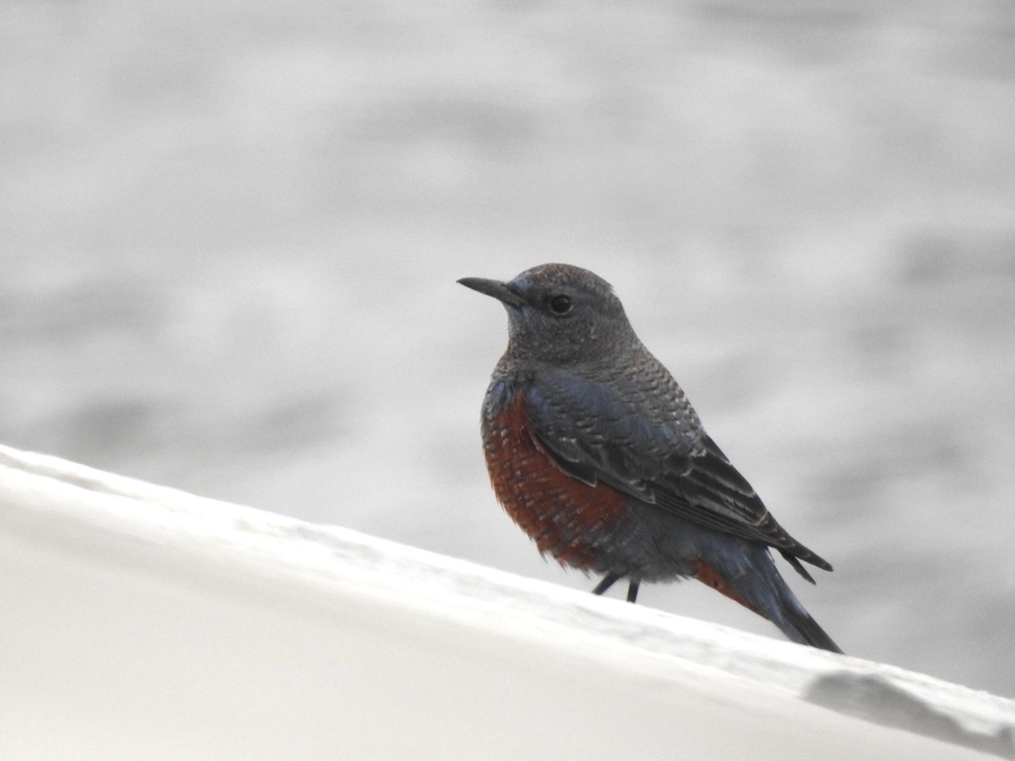 Blue Rock Thrush