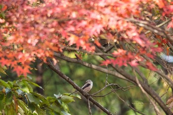 エナガ 千葉県 2015年11月24日(火)