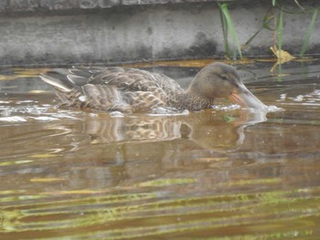 ハシビロガモ 前田森林公園(札幌市) 2020年10月27日(火)