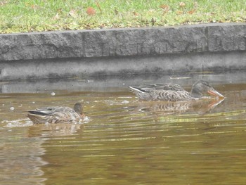 ハシビロガモ 前田森林公園(札幌市) 2020年10月27日(火)