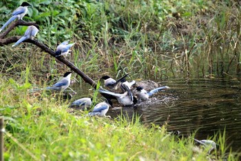 オナガ 葛西臨海公園 2016年10月16日(日)