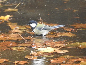 シジュウカラ 前田森林公園(札幌市) 2020年10月27日(火)