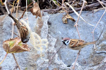 Eurasian Tree Sparrow 伊豆諸島北部 Mon, 11/30/2020