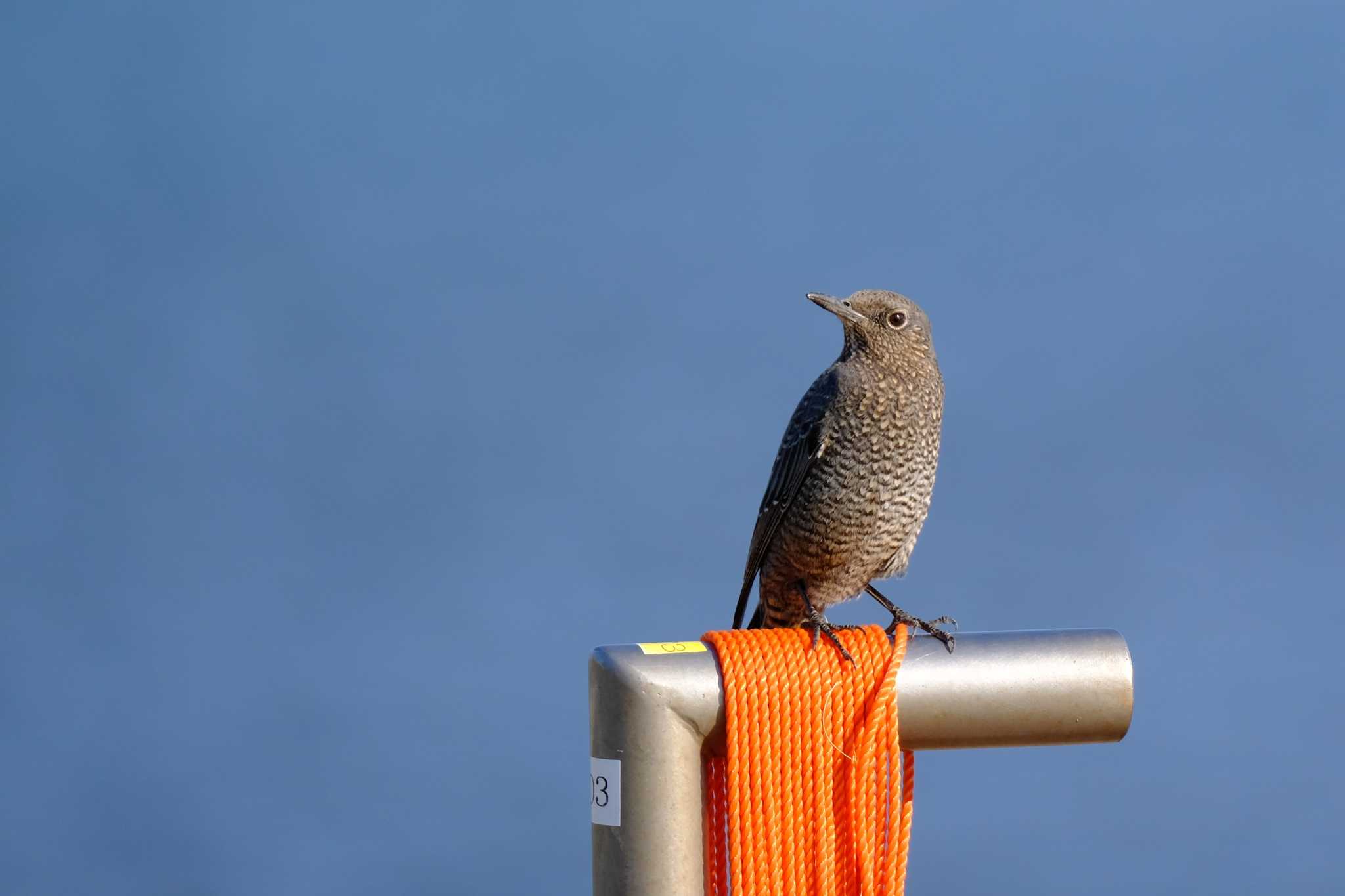 Photo of Blue Rock Thrush at Kasai Rinkai Park by toru