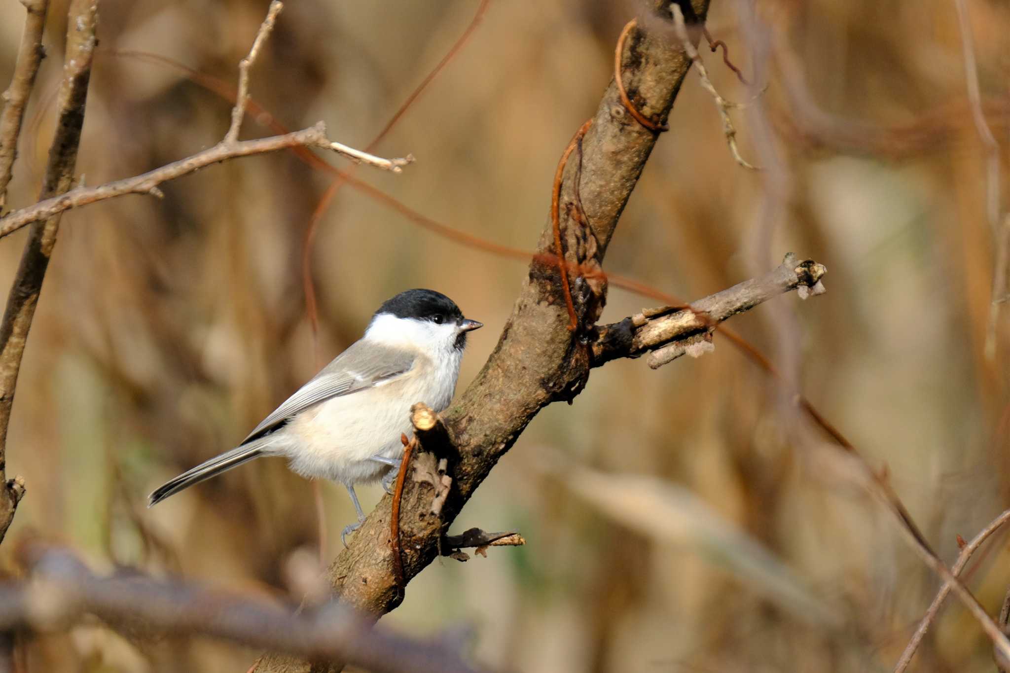 Marsh Tit