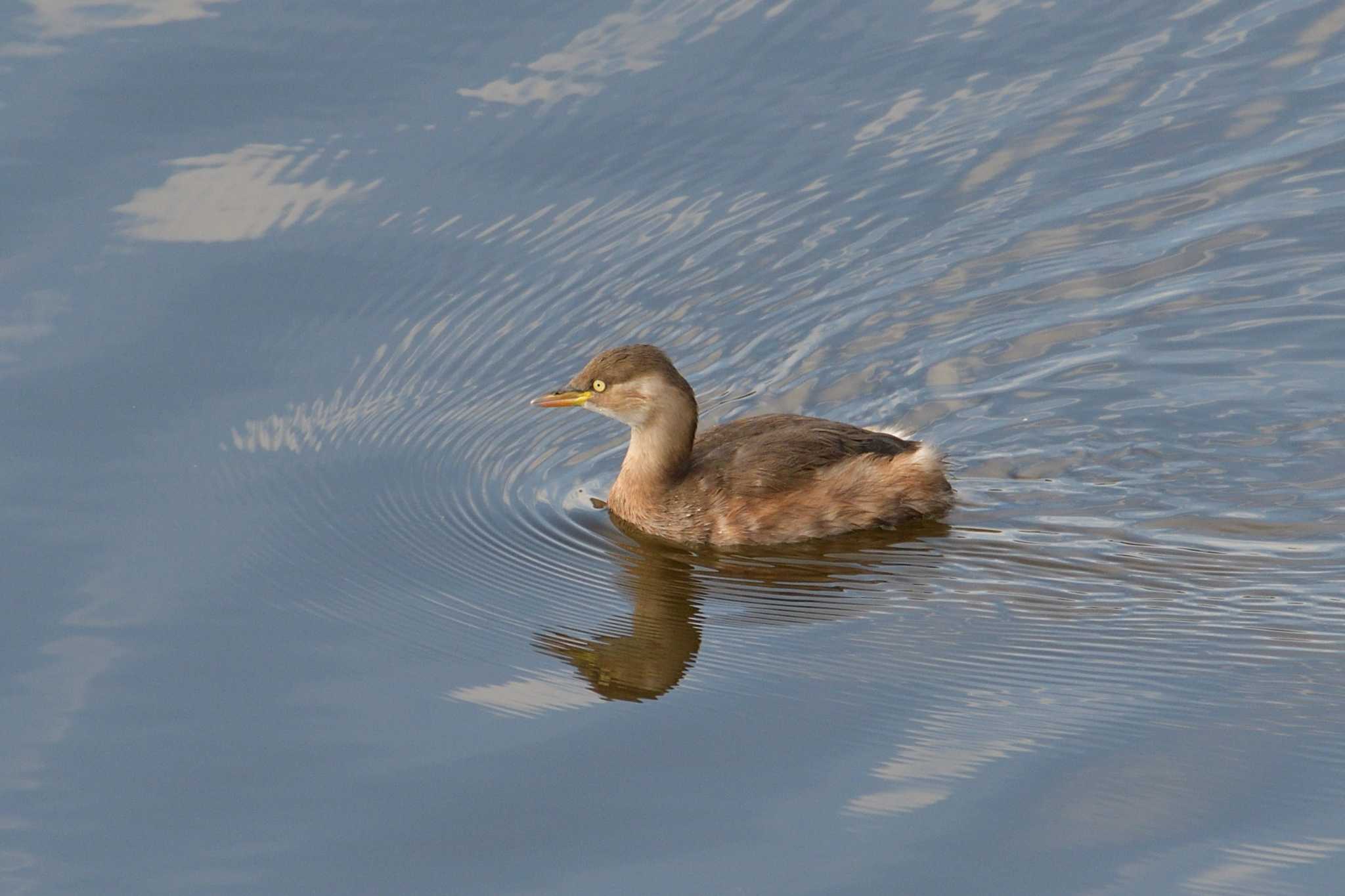 境川遊水地公園 カイツブリの写真 by Tosh@Bird