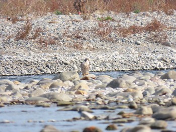 ハヤブサ 大栗川(多摩川合流地点) 2020年11月7日(土)