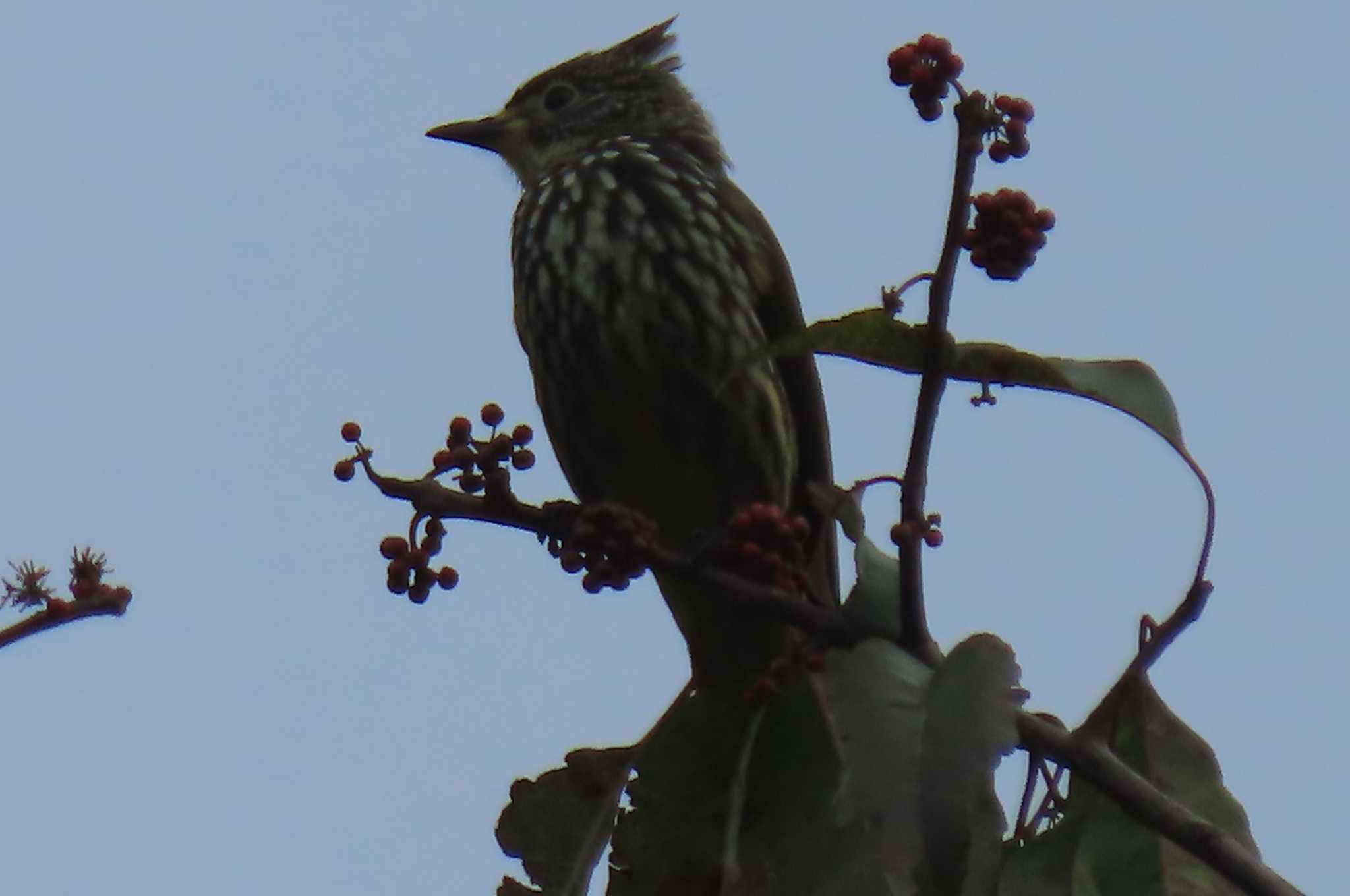 Photo of Striated Bulbul at Doi Angkhang, Chiang Mai by span265