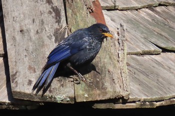 オオルリチョウ Doi Angkhang, Chiang Mai 2020年11月17日(火)