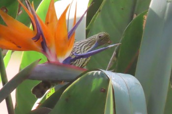 Streaked Spiderhunter Doi Angkhang, Chiang Mai Tue, 11/17/2020