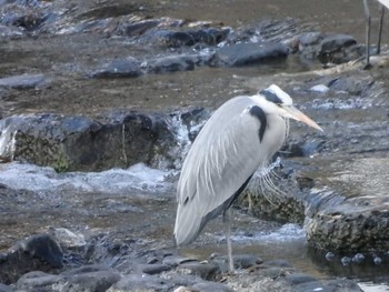 Sun, 11/29/2020 Birding report at 鴨川