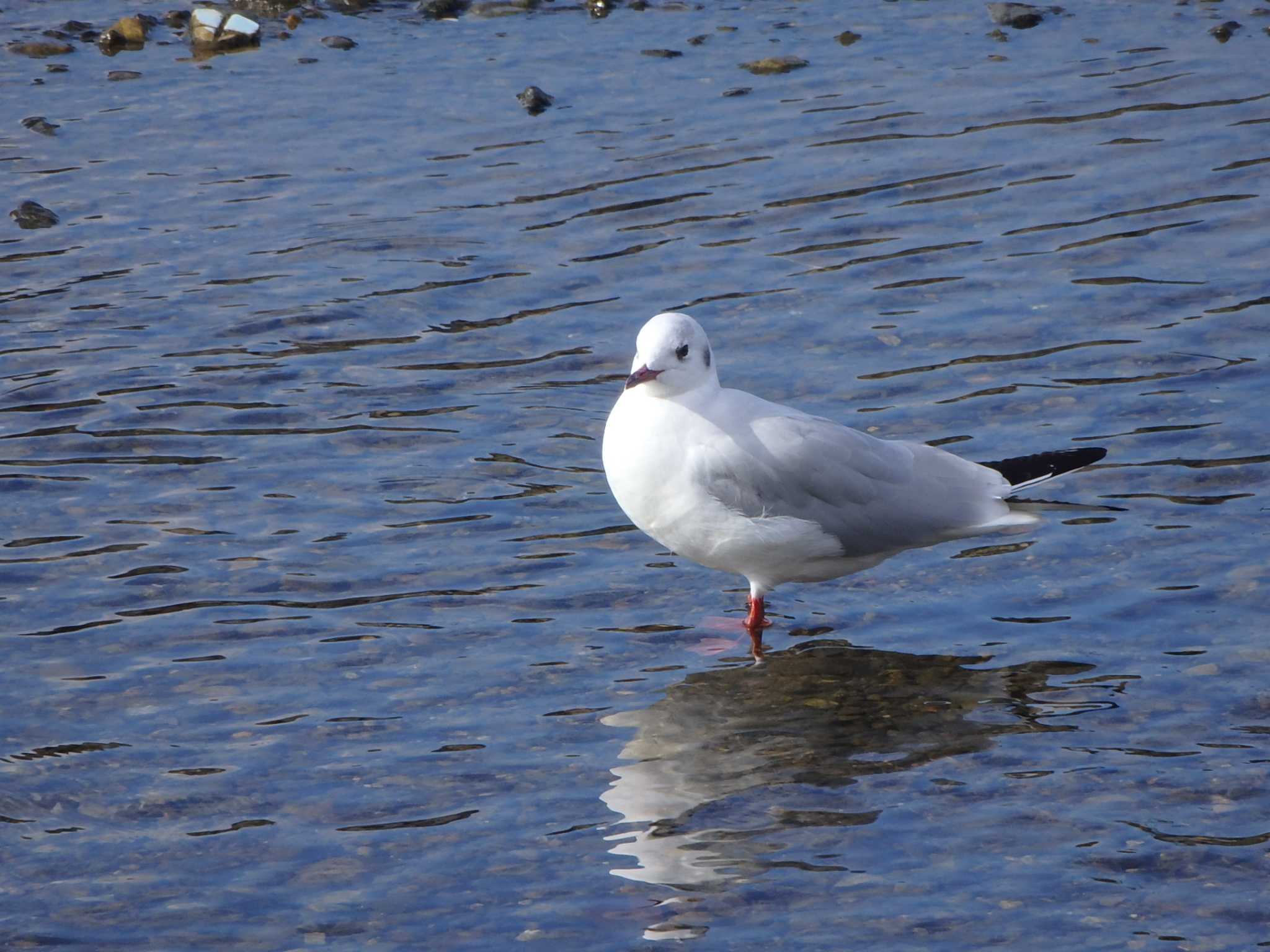 2020年11月29日(日) 鴨川の野鳥観察記録 by 五色鳥 | ZooPicker