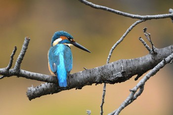 2020年11月22日(日) 大阪府の野鳥観察記録