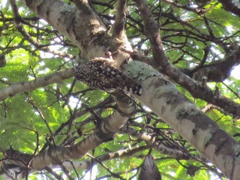 African Spotted Creeper