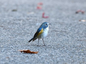 Red-flanked Bluetail Unknown Spots Mon, 11/30/2020