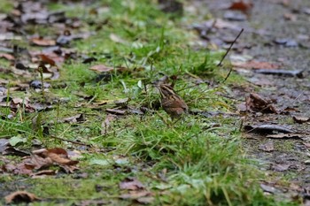 Tristram's Bunting 兵庫県 Sun, 11/29/2020