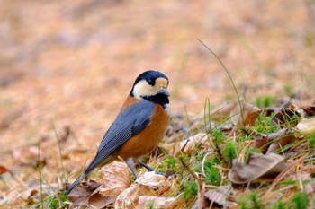 Sun, 11/22/2020 Birding report at Tomakomai Experimental Forest