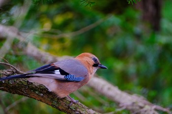 Eurasian Jay(brandtii) Tomakomai Experimental Forest Sun, 11/22/2020