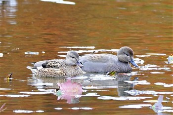 オカヨシガモ 見沼自然公園 2020年11月29日(日)