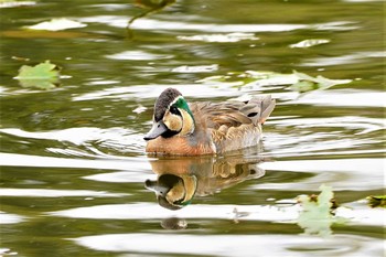 トモエガモ 見沼自然公園 2020年11月29日(日)