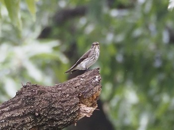 2020年10月4日(日) 大泉緑地の野鳥観察記録