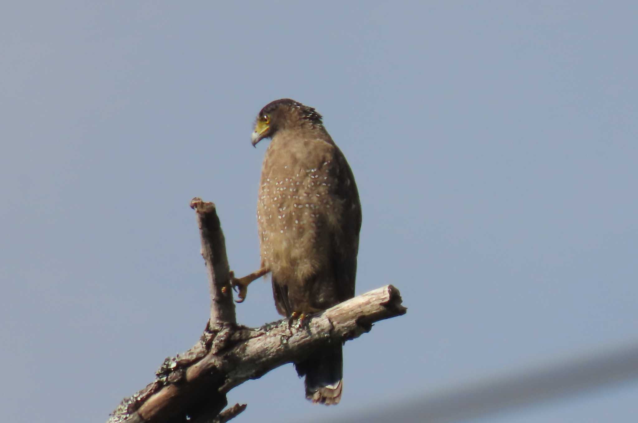 Photo of Crested Serpent Eagle at Doi Pha Hom Pok National Park by span265