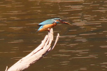 Common Kingfisher Dong Phayayen-Khao Yai Forest Complex Thu, 11/26/2020