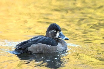 Ring-necked Duck Unknown Spots Tue, 12/1/2020