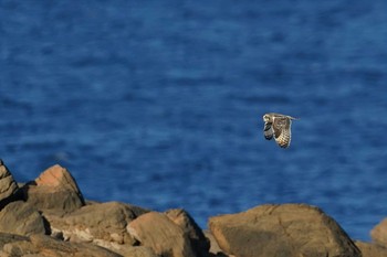 コミミズク 角島(山口県) 2020年11月19日(木)