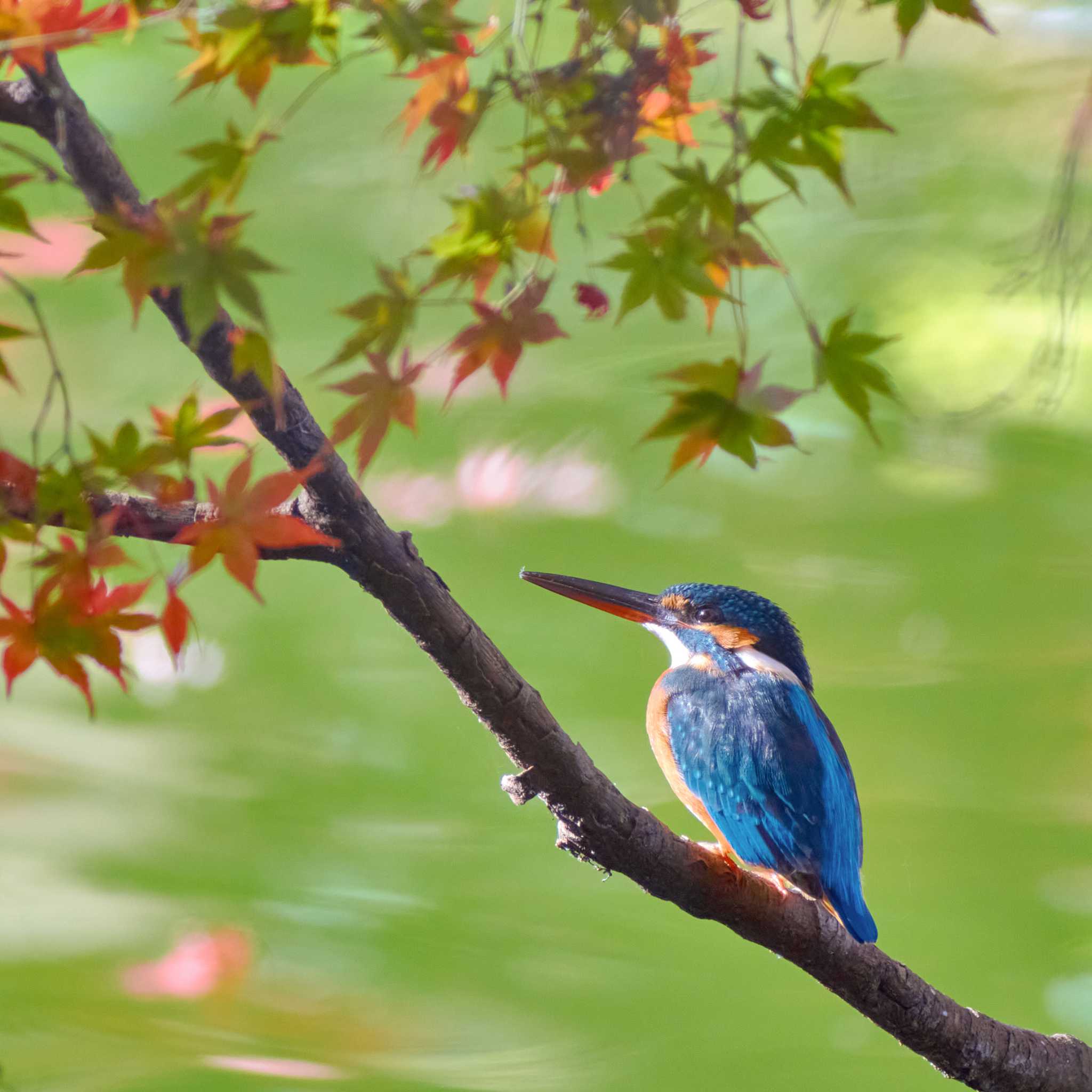 薬師池公園 カワセミの写真 by Shinichi.JPN