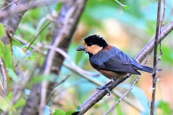 Varied Tit(namiyei) 伊豆諸島北部 Tue, 12/1/2020