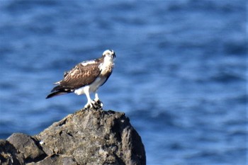 Osprey 伊豆諸島北部 Tue, 12/1/2020