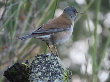 Pale Thrush 岡山後楽園 Mon, 11/30/2020