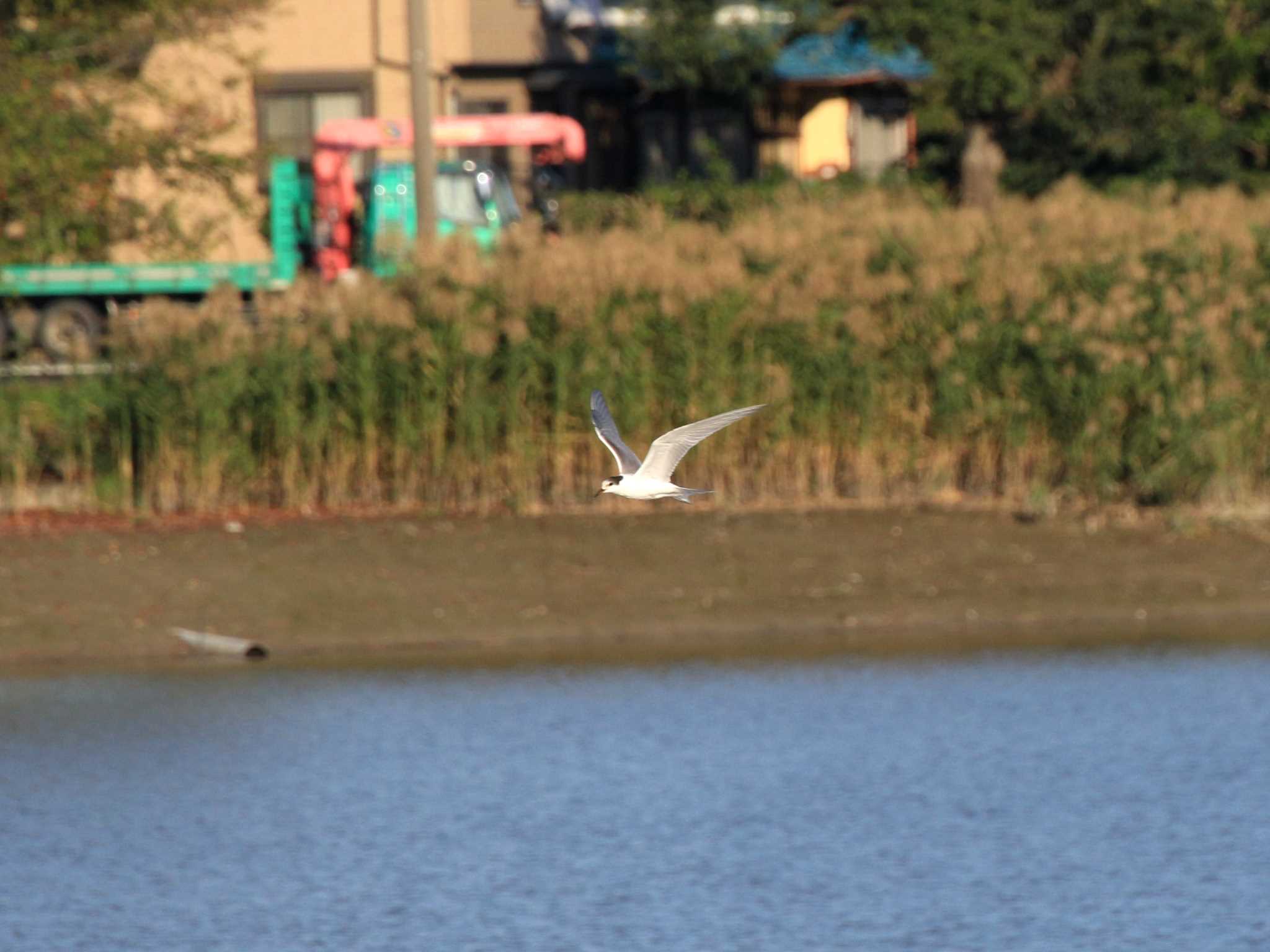 Whiskered Tern