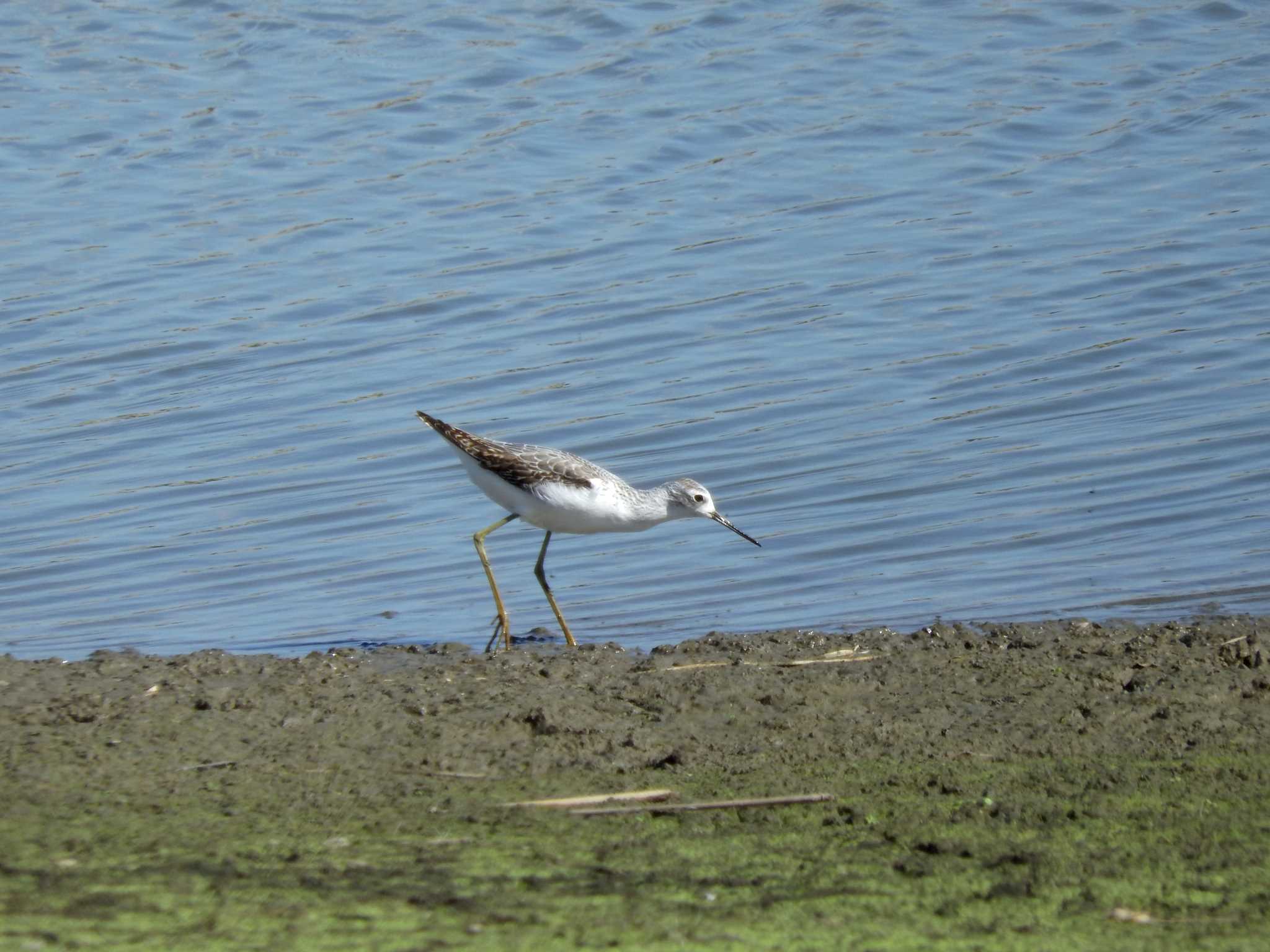 Photo of Marsh Sandpiper at Isanuma by とみやん