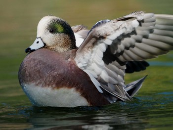 2020年12月1日(火) 千葉県市川の野鳥観察記録