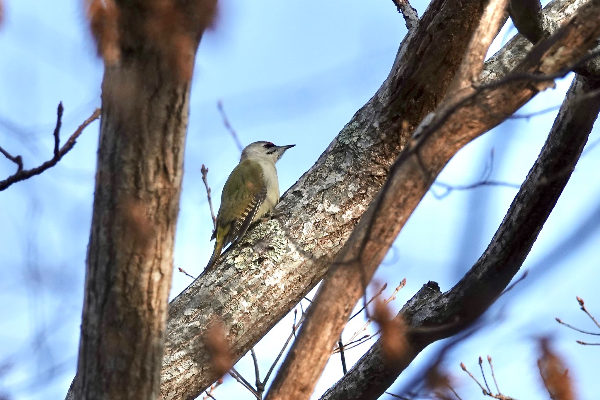 Grey-headed Woodpecker