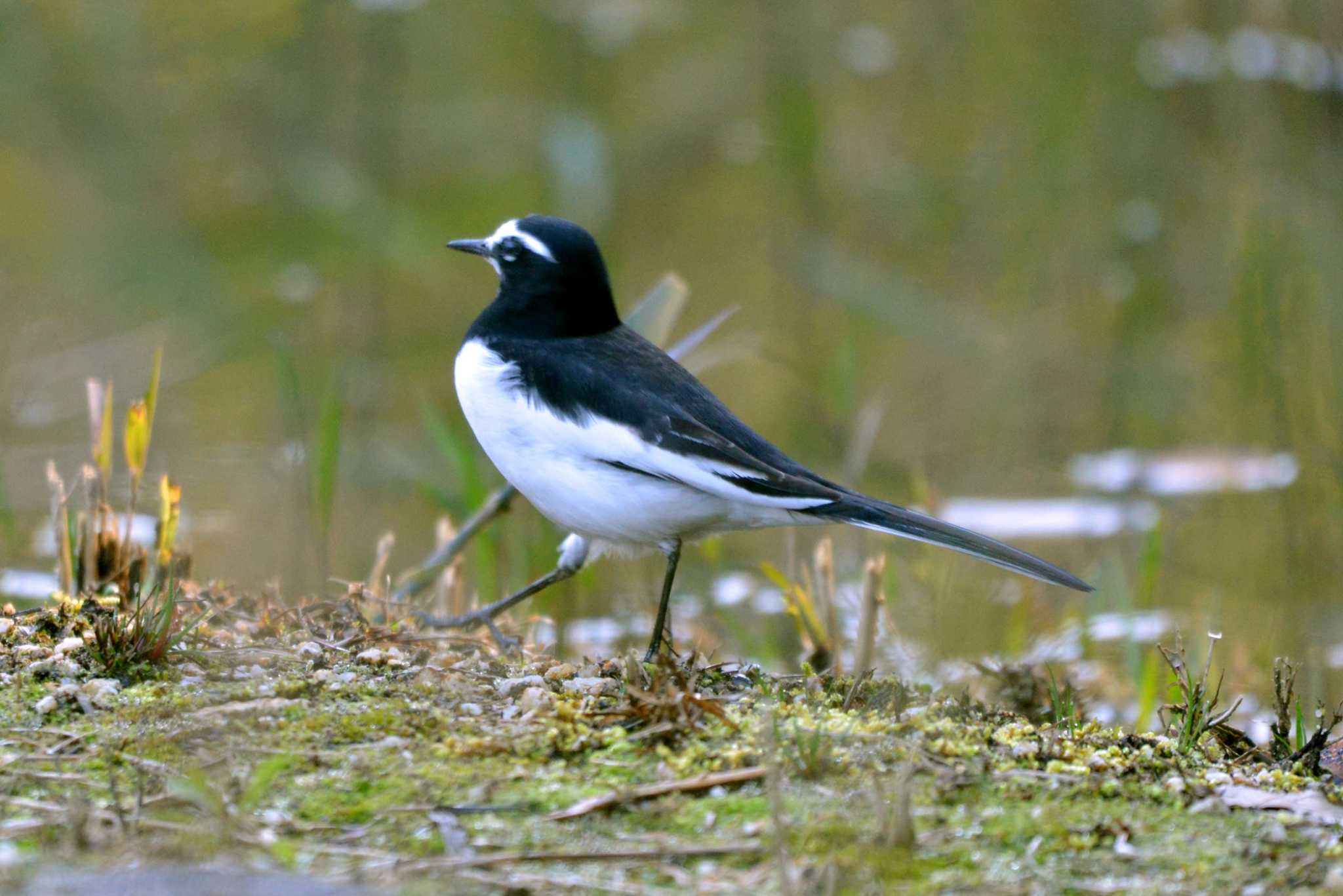 Japanese Wagtail