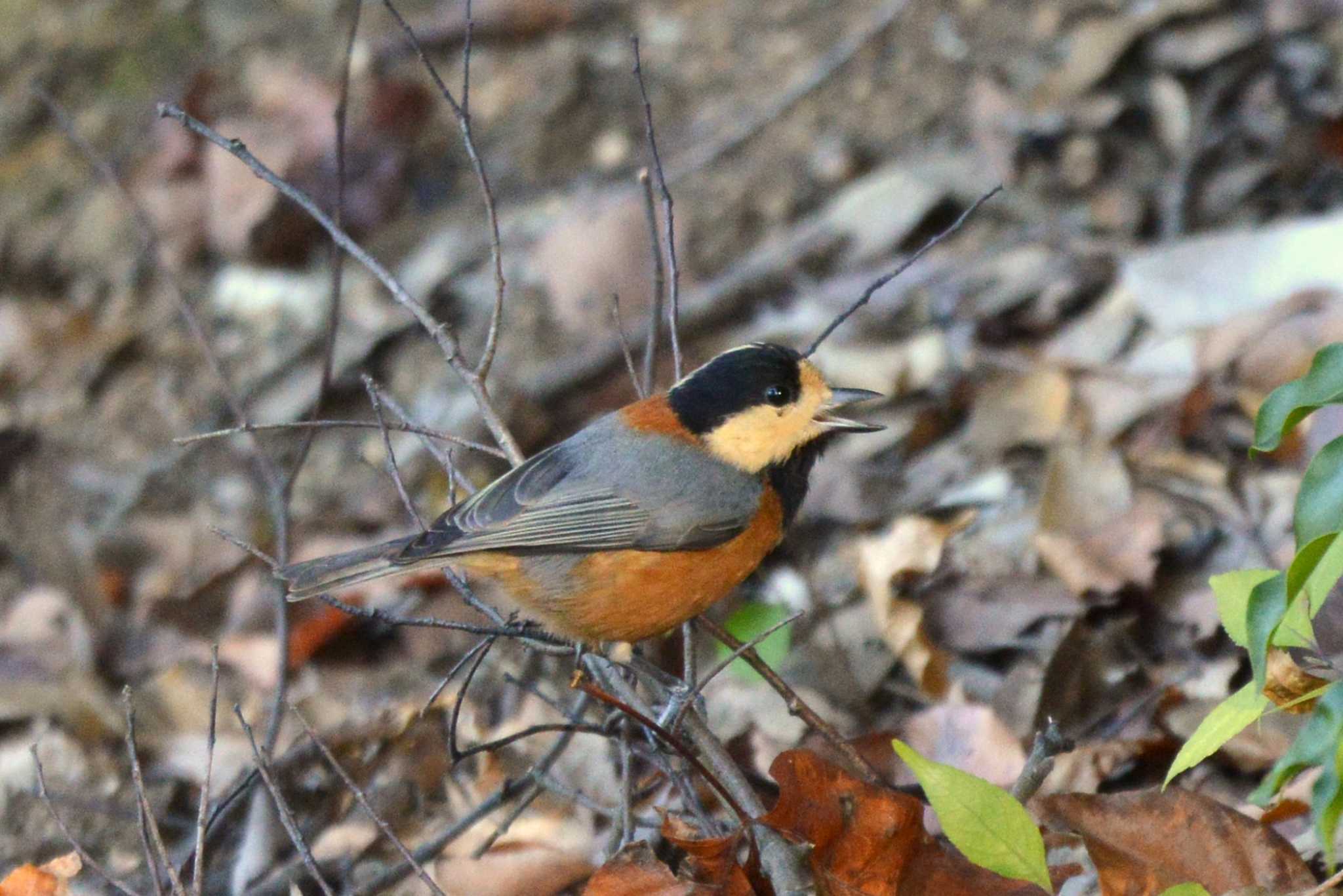 Varied Tit