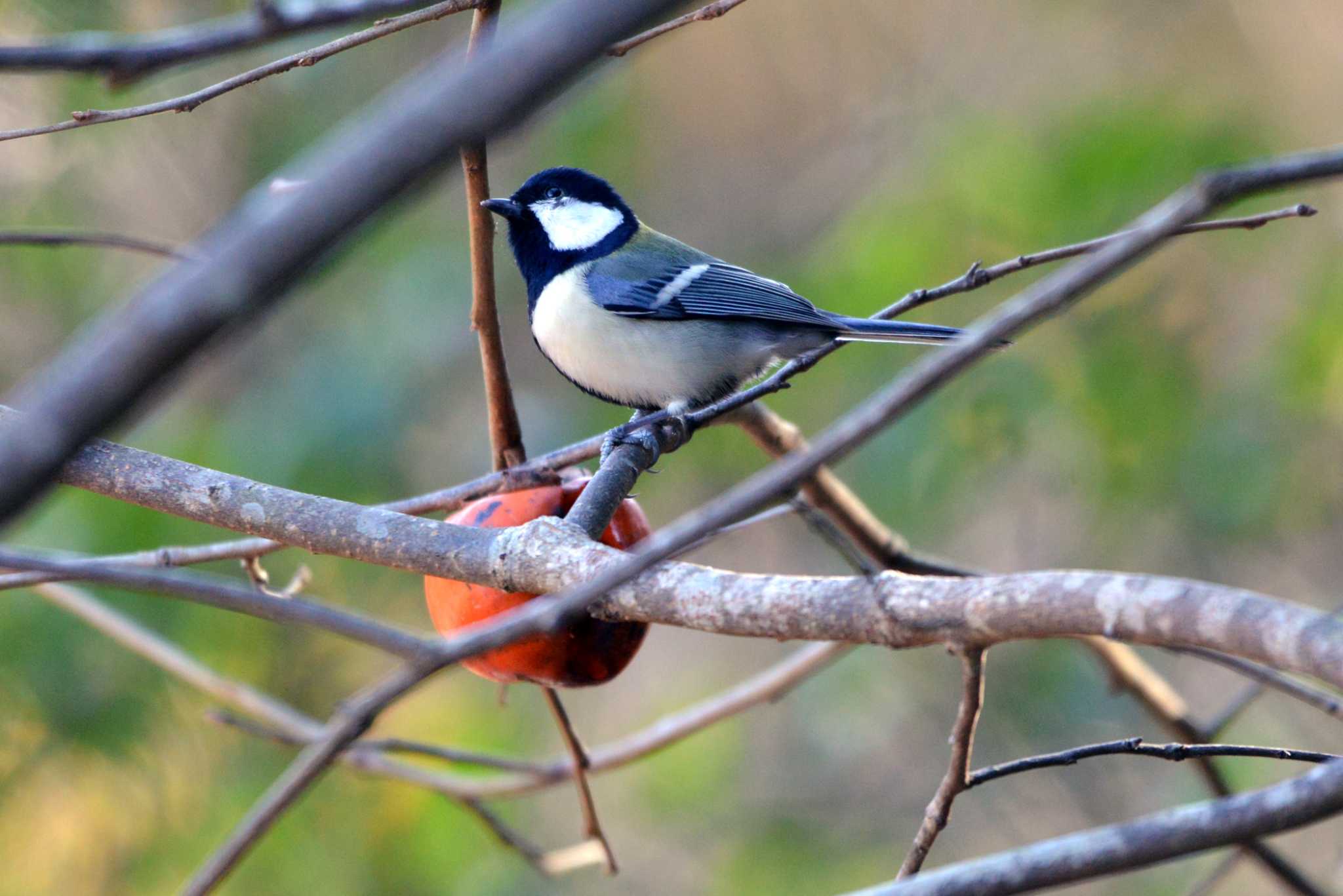 Japanese Tit