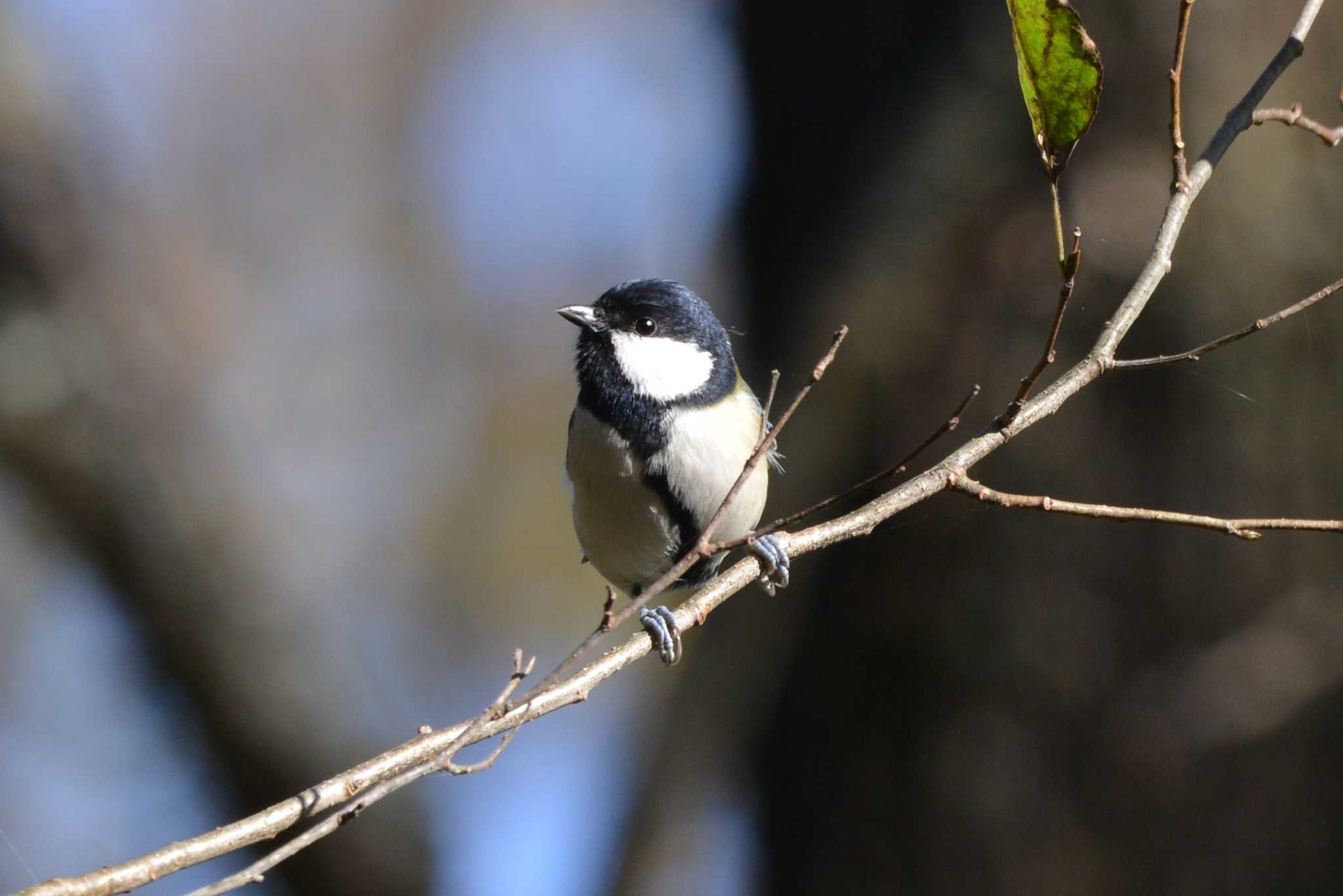 Photo of Japanese Tit at 豊田市自然観察の森 by ポッちゃんのパパ