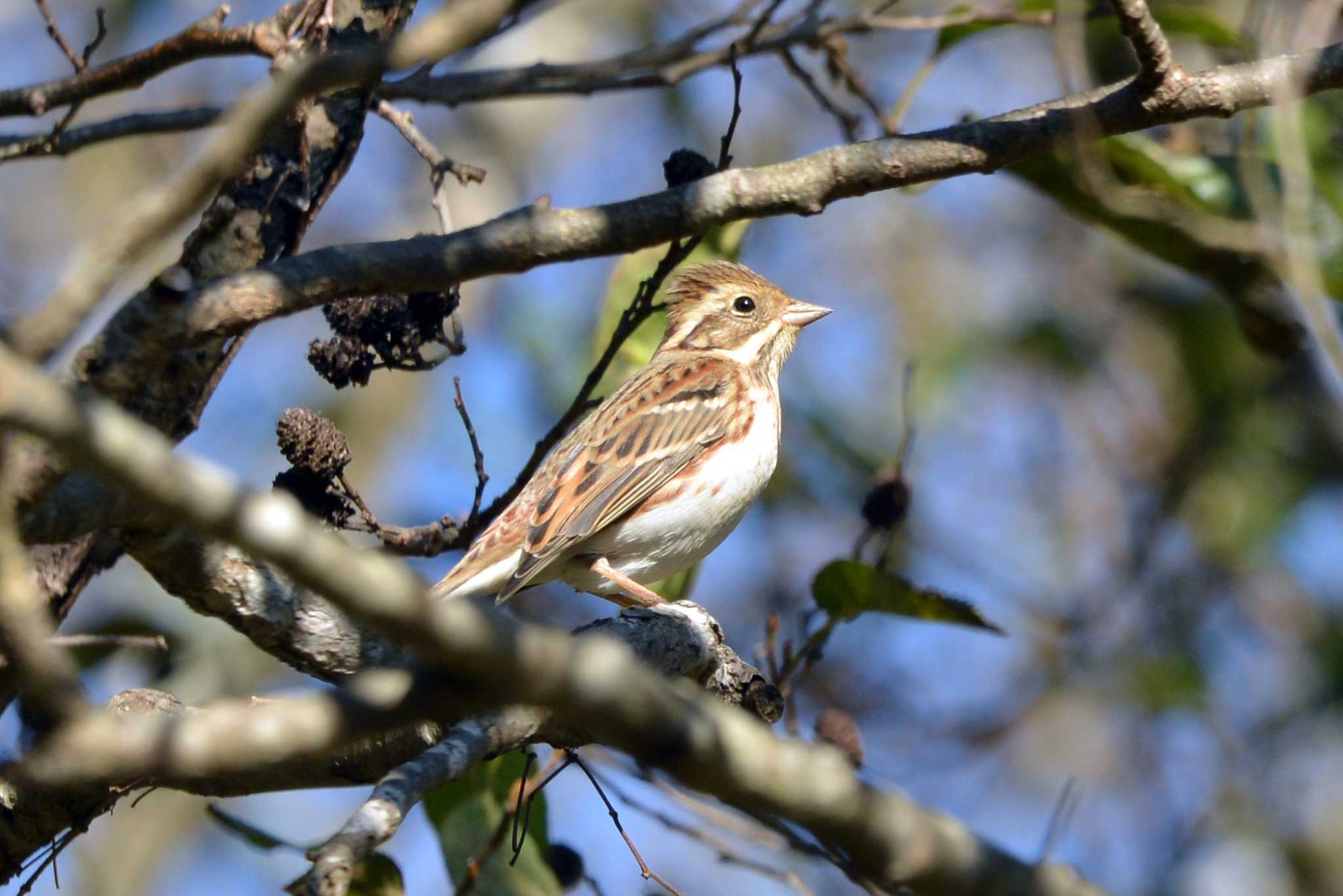 Photo of Rustic Bunting at 豊田市自然観察の森 by ポッちゃんのパパ