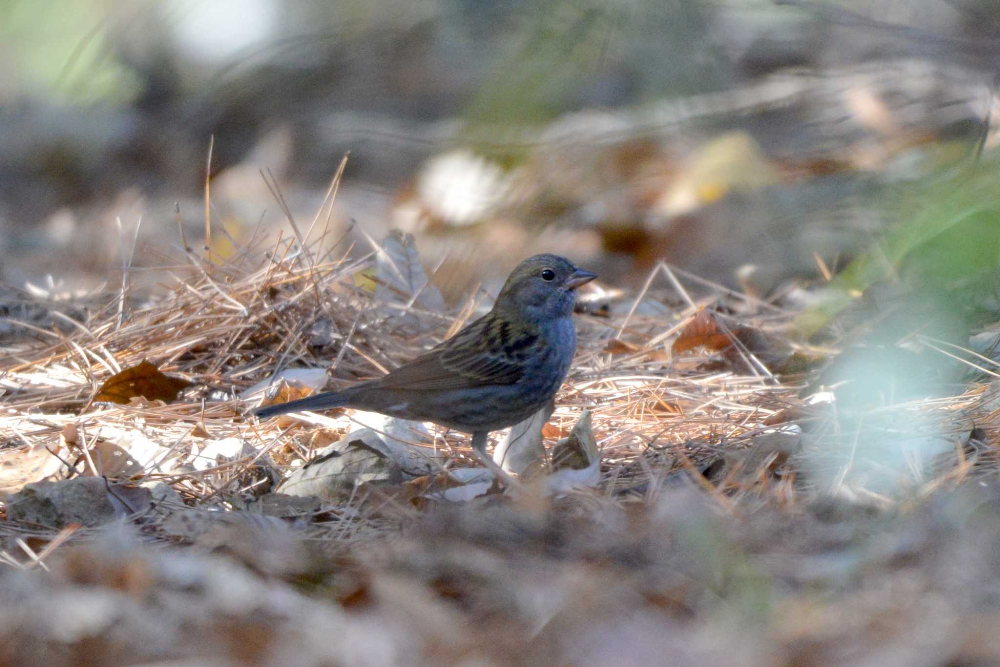 Grey Bunting