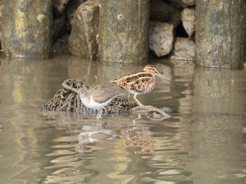 Common Snipe 千住桜木自然地 (東京都足立区) Sun, 11/29/2020