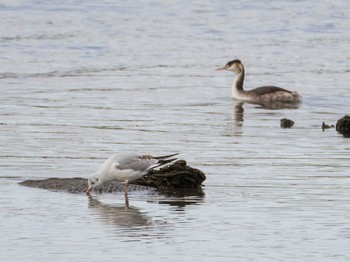 Black-headed Gull 千住桜木自然地 (東京都足立区) Sun, 11/29/2020