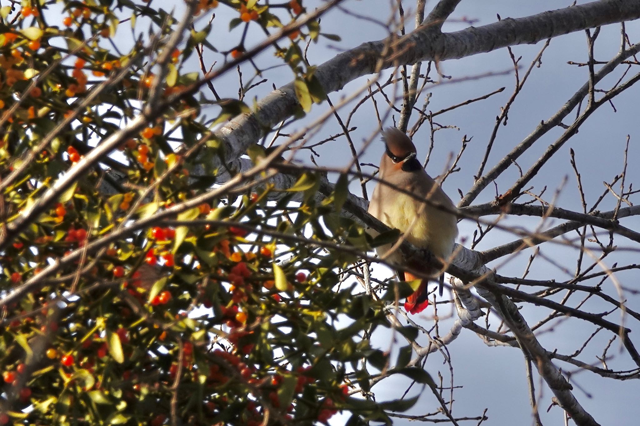 Japanese Waxwing