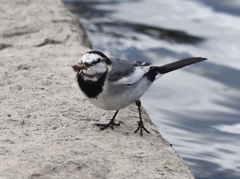 Wagtail 兵庫県尼崎市武庫川 Sat, 11/28/2020